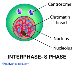 interphase, S-phase, meiosis, meiotic cell division, cell cycle, cell division, centrosome, chromatin thread, reductional division